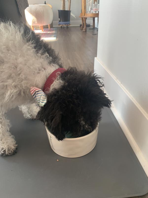 “Can’t look up, mom .. too busy eating!”