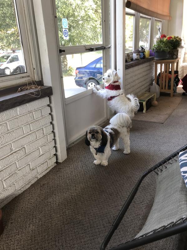 That truck with our chewy box is here !