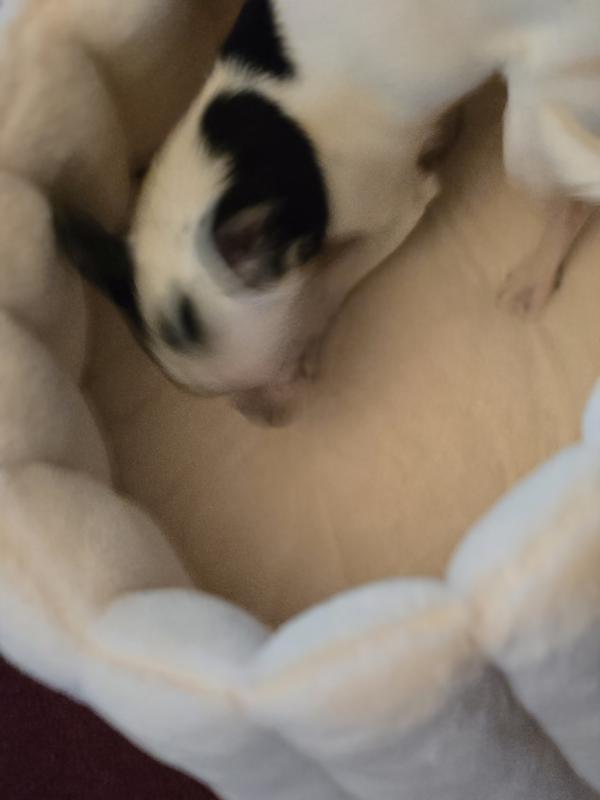 Getting settled in for a nap!