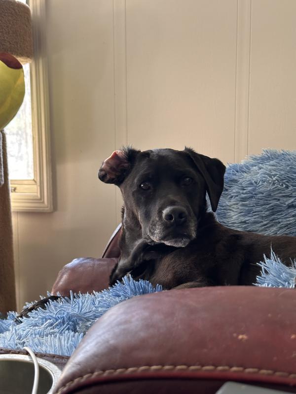 Gauge heard the bag open lol