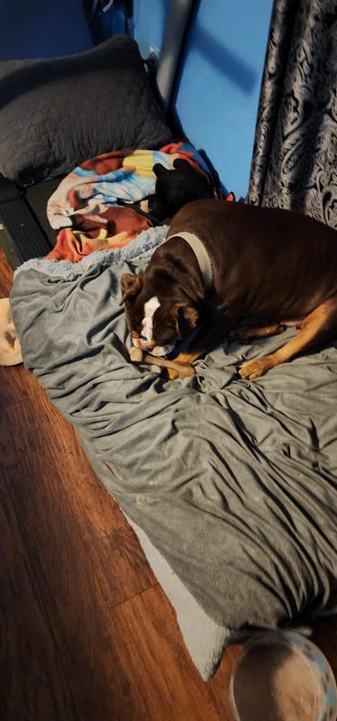 Maddys choicebison venison one