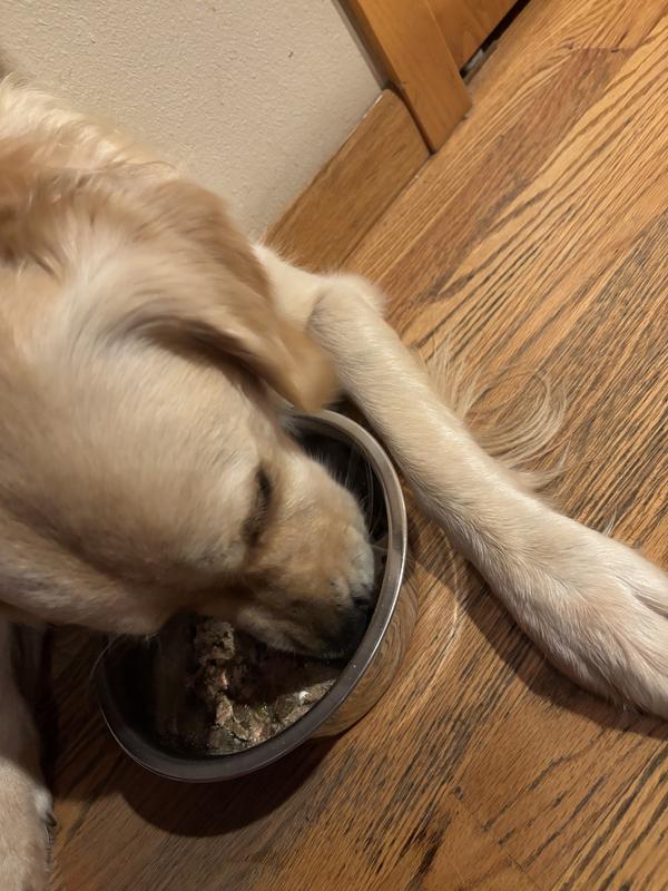 Picky eater sniffing it before eating