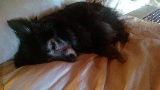 Tired out after all that chewing
