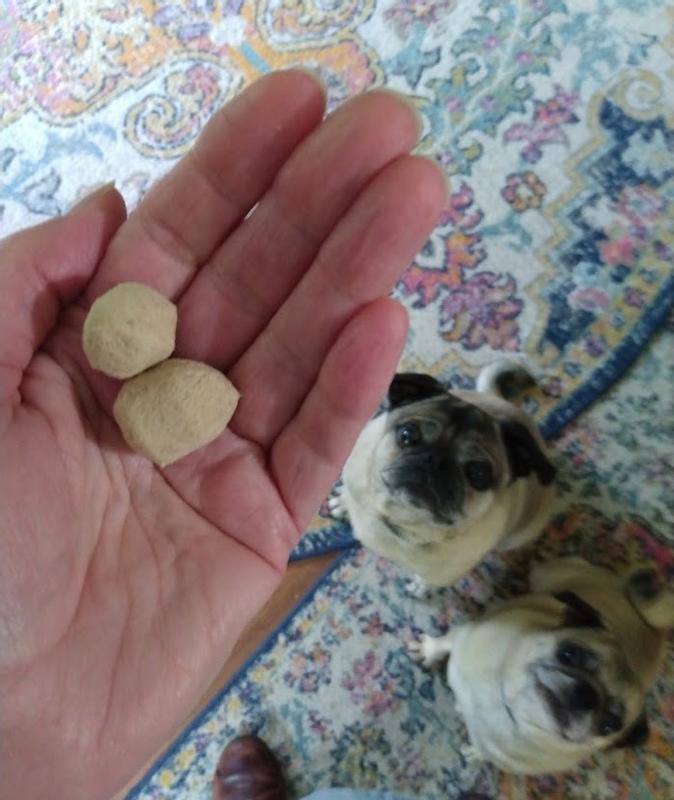 Size of meatballs with eager pugs waiting for their treat.
