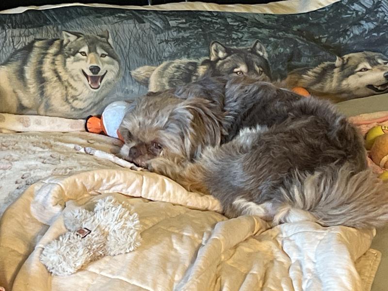 Benny is tired from playing with his new Chewy toys.