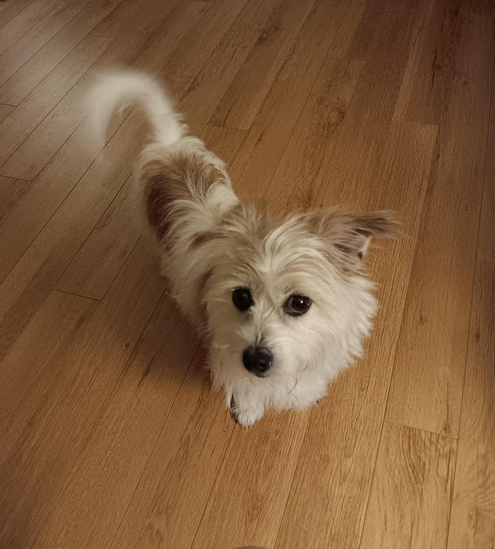 I am primarily a Chihuahua Shih tzu and 10 other breeds! I am pretty special! e