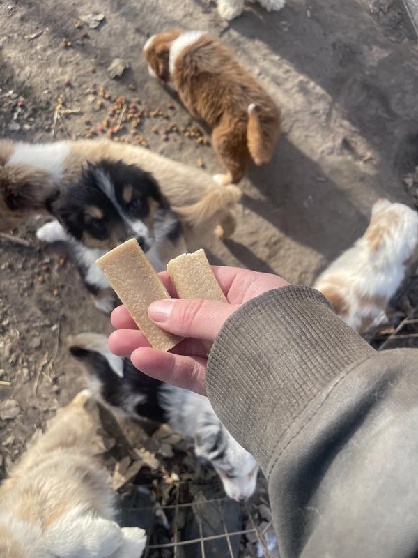 They even loved the chews so much that they wanted them while having outside playtime. Not just when they were in the boring house.