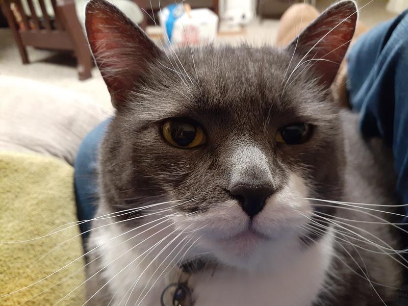 Big Kitty would like to hold off on this cuddling. It's time for her after-dinner nap!