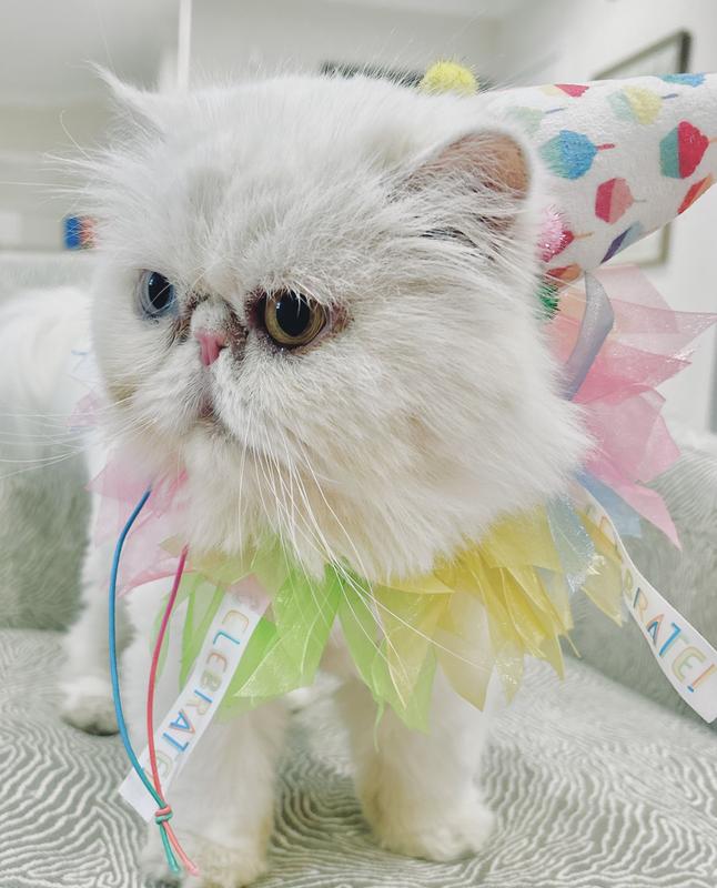 Perfect for bday pics!