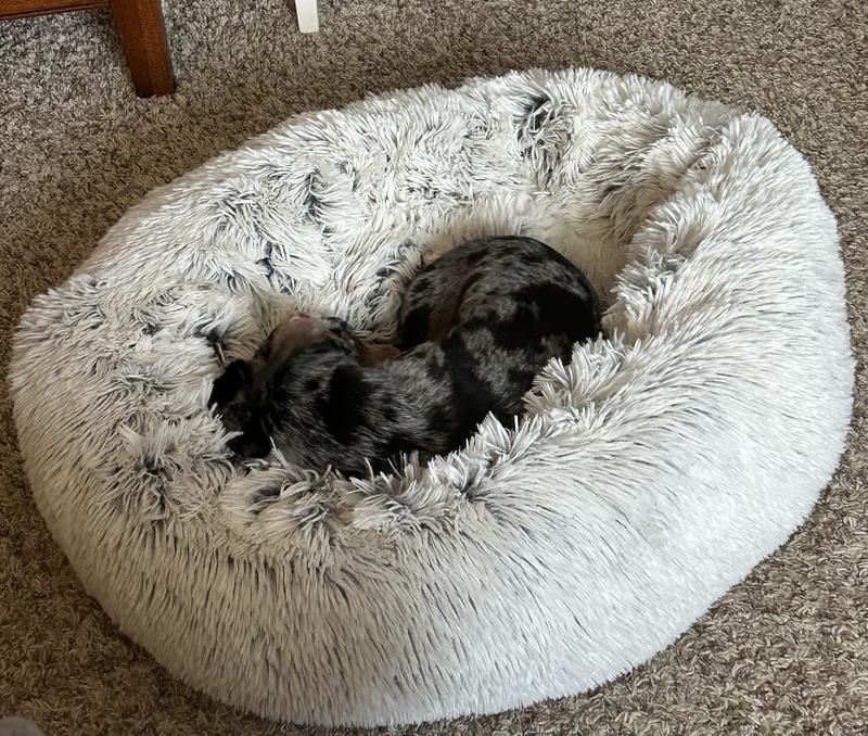 FRISCO Eyelash Cat & Dog Bolster Bed, Sand, Medium