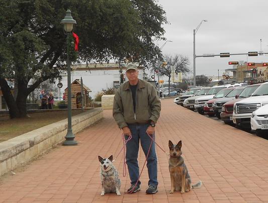 Travel dogs!