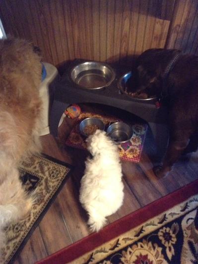 Molly, Petey and Maggie chewing down !