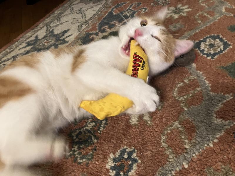 Quite a favored toy, always good for a quick wrestle