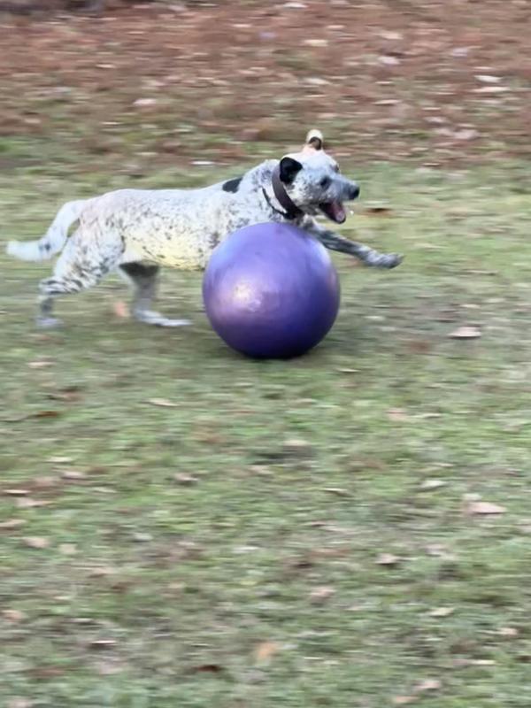 Roxie playing hard