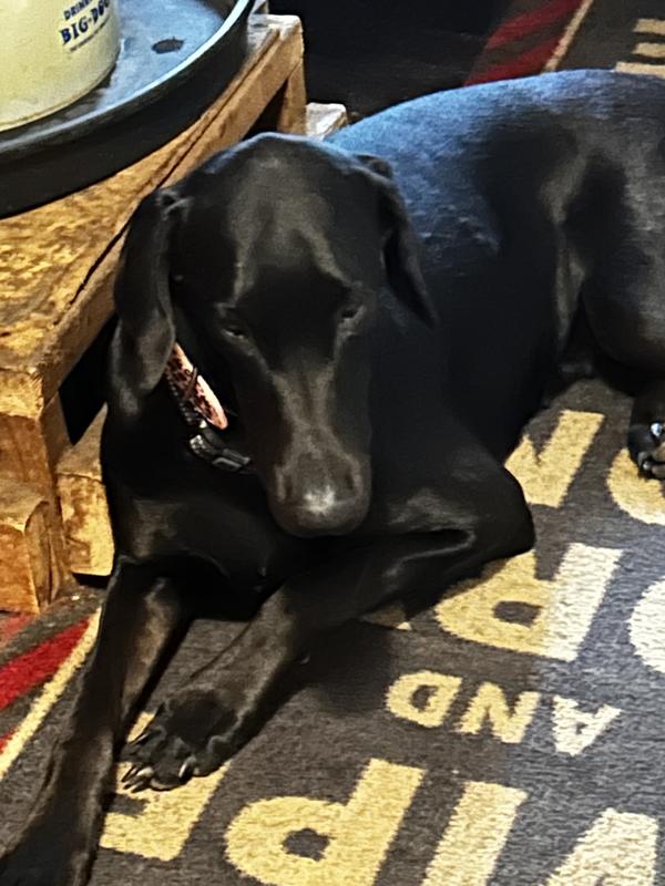 Collar on Thumbelina