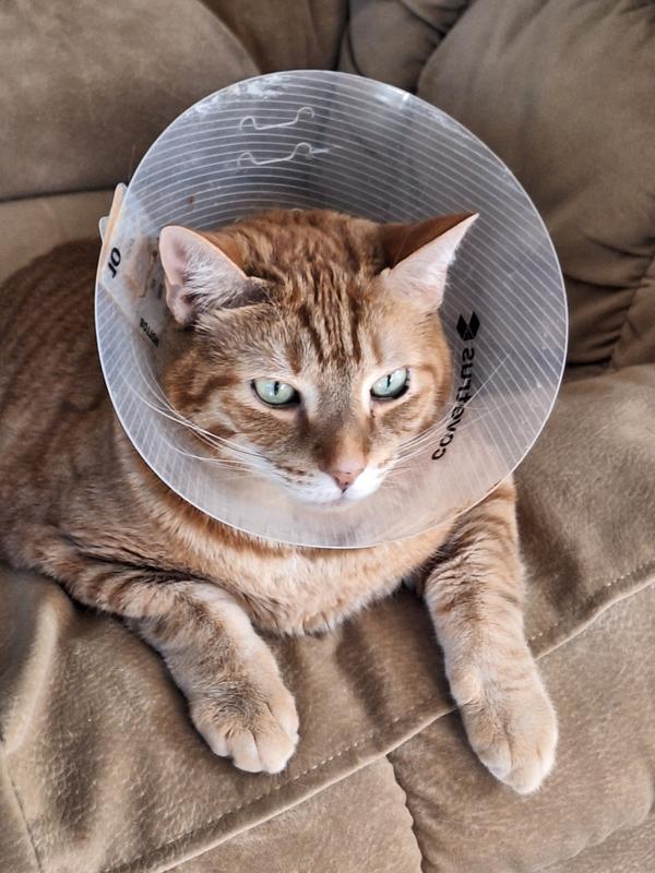 Scootie wearing his cone to prevent kicking wound. Church helped us get medicine into him.