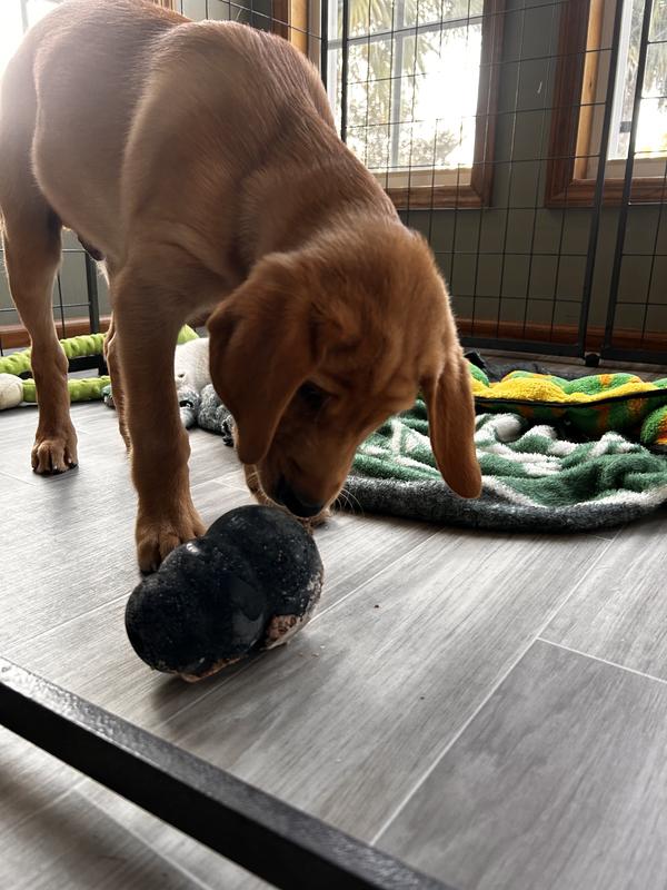 Out of the freezer for some puppy chew time!