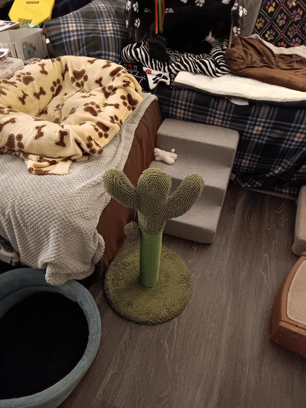 Cool cactus!