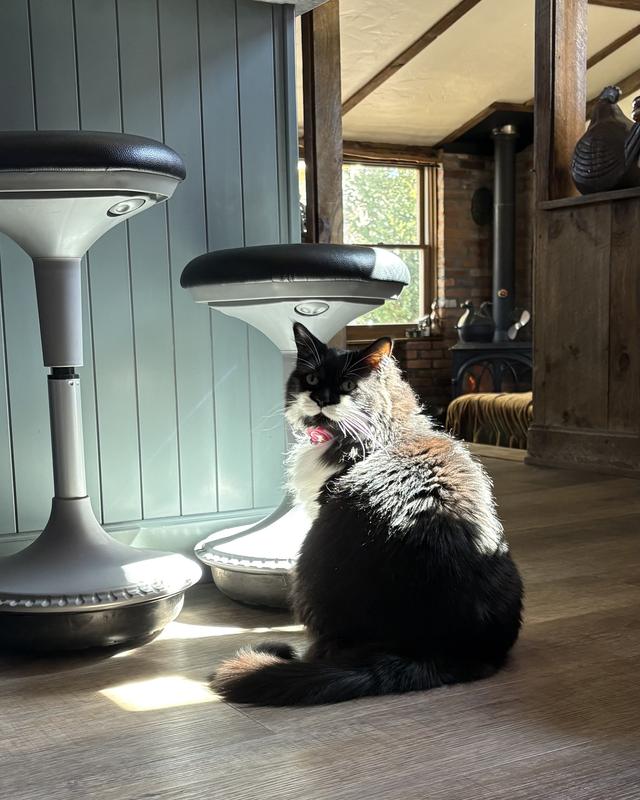 Contemplative Kitty