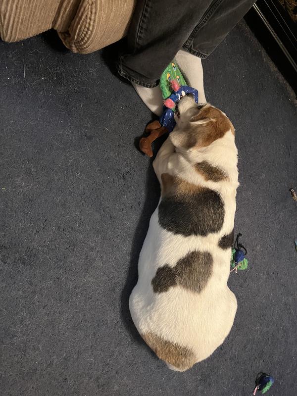 She loves all the squeakers!!