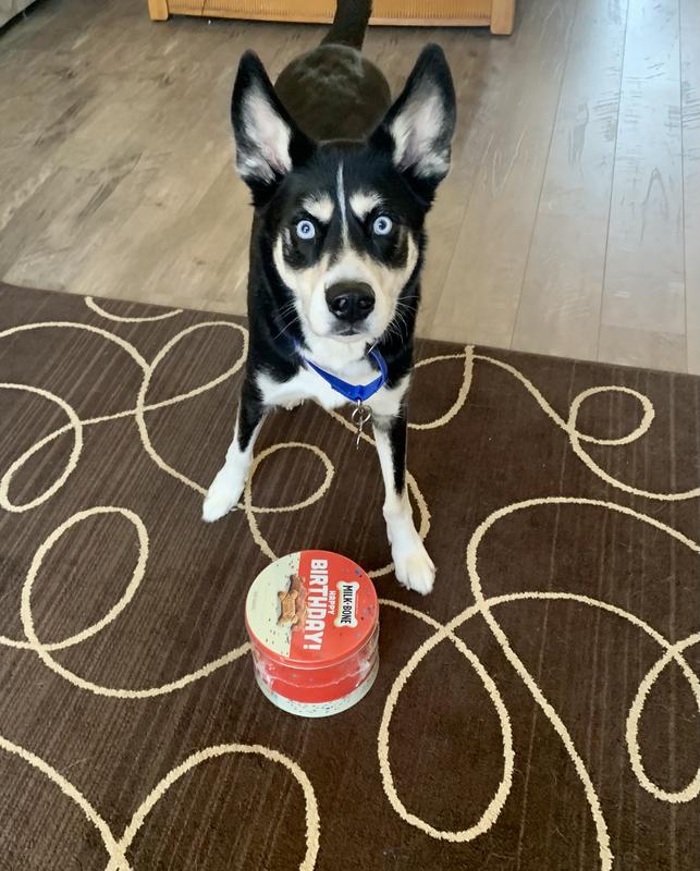 MILKBONE Happy Birthday Flavor Snacks Small Bone Dog Treats, 36oz tin