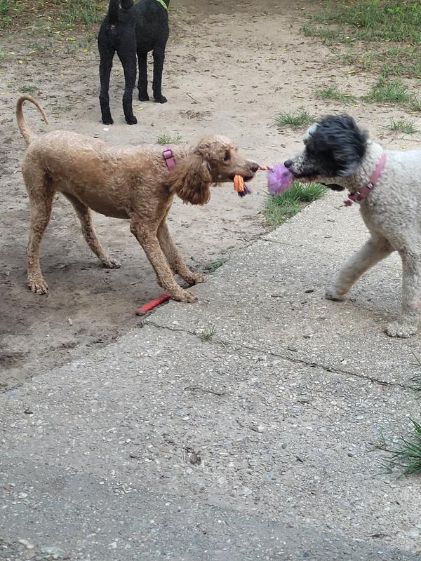 Candy (left) & Meribel Playing tug-o-war