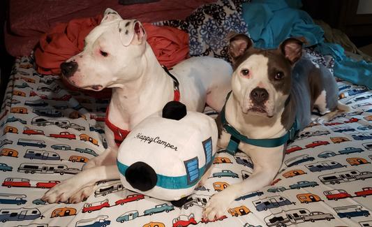 Lucky & Faith are Happy Campers while camping in our RV!