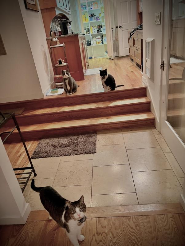 Here they are reminding me that it’s 6:30p, the pantry is open and time for dinner. Smh :)