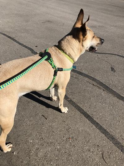 Dog harness hot sale with lead