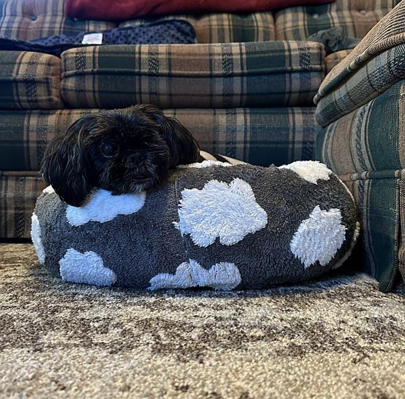 All cozy in his bed.