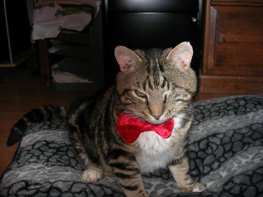 glycobalance cat food chewy