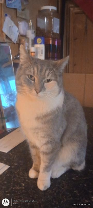 Best cat ever