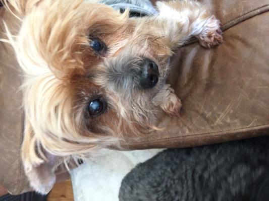 Our little dog Paris a Yorkie