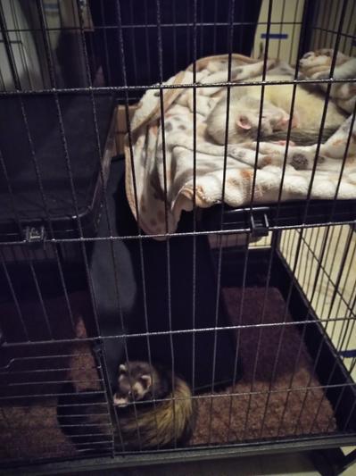 my new fur fam edition