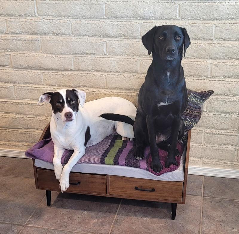 I got one for each, but they like to share.