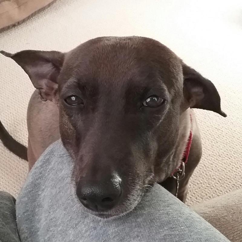 Pathetic begging