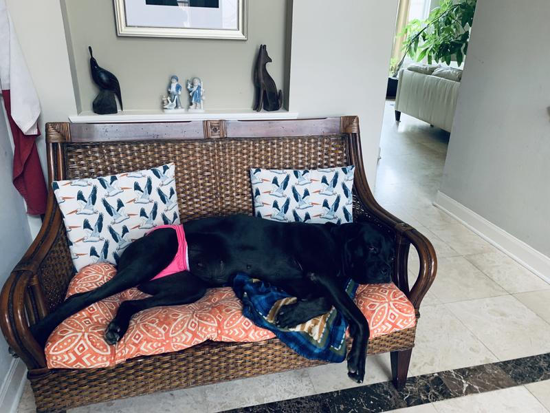 Nixie lounging in the front room.