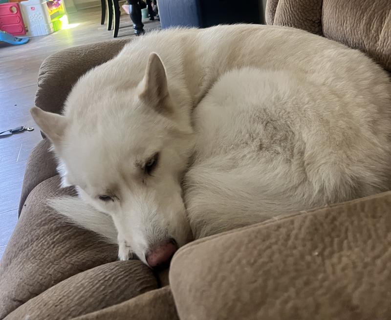 Full belly no allergies