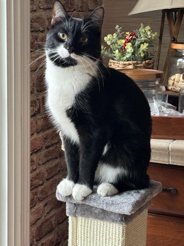 FRISCO 33.5in Sisal Cat Scratching Post, Gray