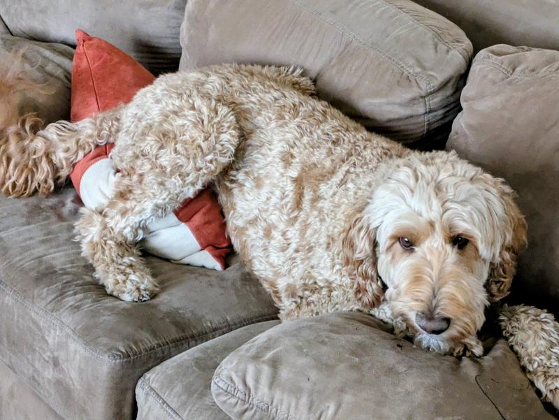 Loving my Grain-free duck breast