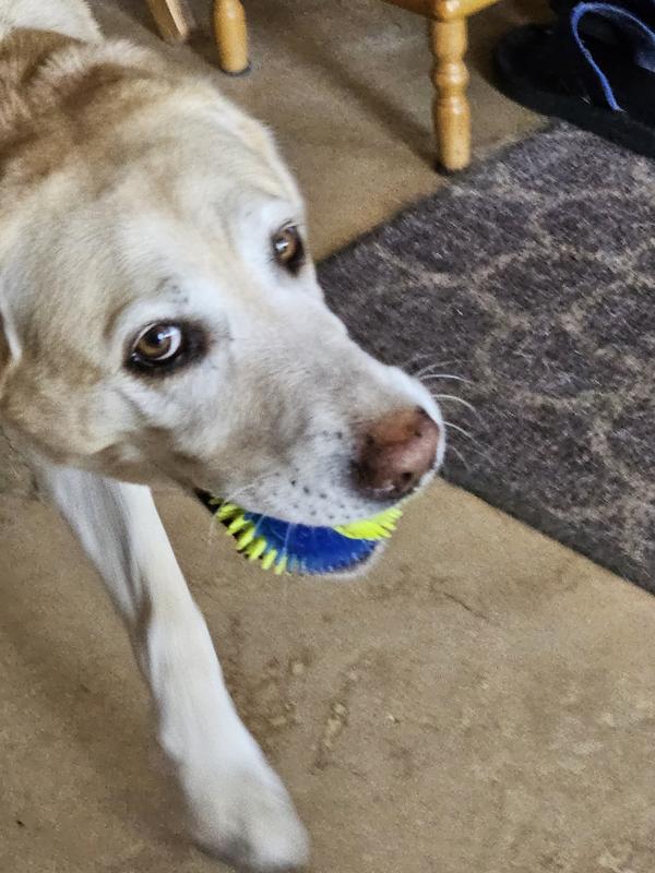fetching spiked ball