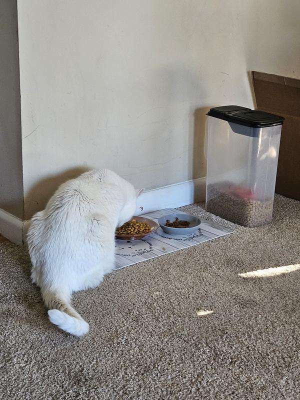 He really enjoys this in the morning. He eats dry kidney care food as well.