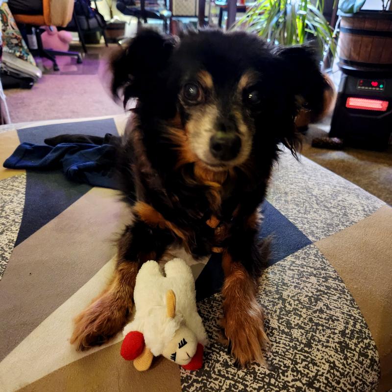 No more accidents in the house! Such a good boy! :)