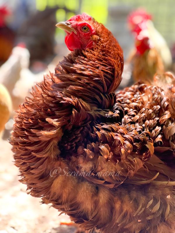 Healthy, happy chickens.