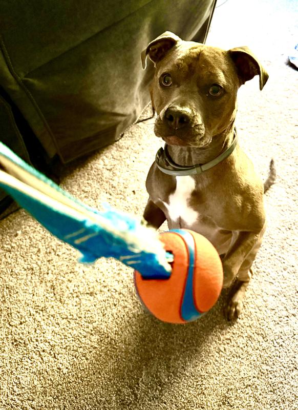 Razzell ready for action!