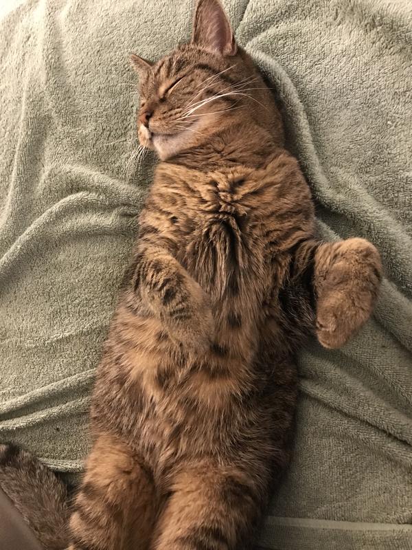 Feline fine!