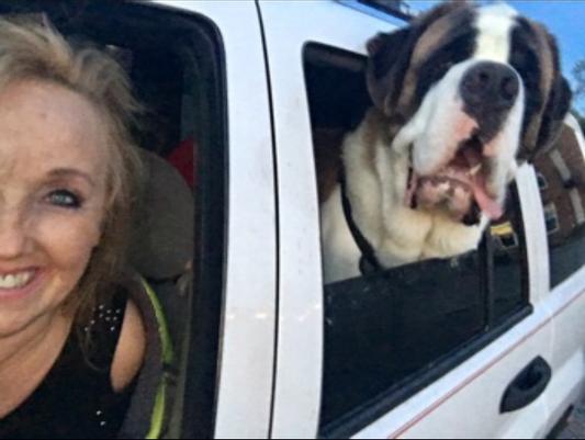 Bogie loves going with Mommy in the Jeep!