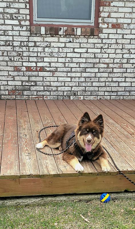 Relaxing after a run with his Jolly Ball without worrying about ticks or fleas.. Thank you Bravecto 😊