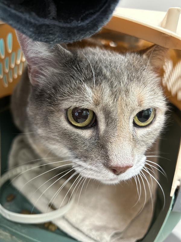 Hopefully Belle’s last trip to the vet for tummy troubles.