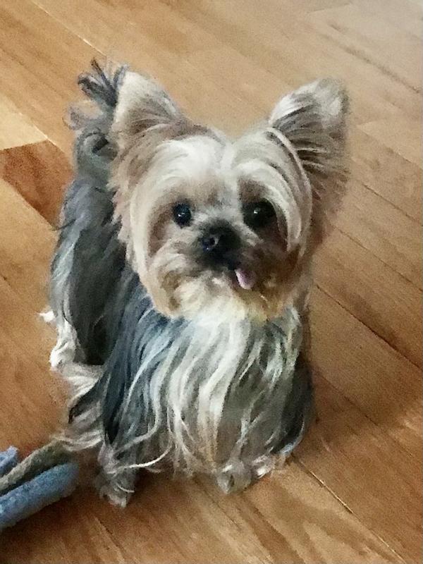 Zuzu loves Pet- Well-being !